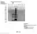 Fig. 35 - Nanolipoprotein particles and related methods and systems for protein capture, solubilization, and/or purification