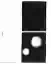 Fig. 03 - Animals, cells and methods for production of detectably-labeled antibodies