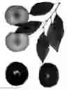 Fig. 02 - Interspecific prunus tree named ‘Coparose’