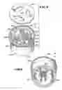 Fig. 06 - Blood Processing Systems And Methods That Employ An In-Line Flexible Leukofilter