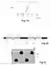 Fig. 09 - Method of spatially separating wavelengths of multi-wavelength signal using electronically controlled thermal structure