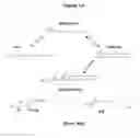 Fig. 02 - Oligodendrocyte precursor cell composition and methods of use