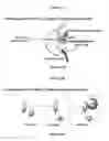 Fig. 06 - Oligodendrocyte precursor cell composition and methods of use