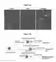 Fig. 08 - Oligodendrocyte precursor cell composition and methods of use
