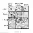 Fig. 08 - Tissue engineering methods and compositions