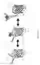 Fig. 02 - Functional nucleic acid ligands to fluorescent proteins