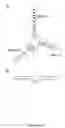 Fig. 09 - Functional nucleic acid ligands to fluorescent proteins