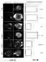 Fig. 06 - Method for screening the receptor-ligand binding in live cell