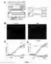 Fig. 07 - Method for screening the receptor-ligand binding in live cell