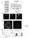 Fig. 08 - Method for screening the receptor-ligand binding in live cell