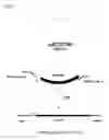 Fig. 02 - Method for Producing an L-Amino Acid Using a Bacterium of the Enterobacteriaceae Family Having Attenuated Expression of the nac Gene