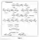 Fig. 02 - Enzymatic synthesis of sulfated polysaccharides