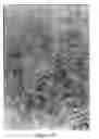 Fig. 07 - Culturing human embryonic stem cells with a noggin to generate cells lacking Pax-6 expression