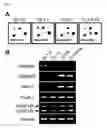 Fig. 02 - Composition for treating cancer and use thereof