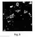 Fig. 09 - Methods for preparing purified lipopeptides
