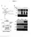 Fig. 02 - METHODS AND COMPOSITIONS OF TREATING CANCER