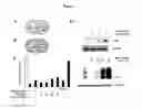 Fig. 10 - METHODS AND COMPOSITIONS OF TREATING CANCER