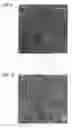 Fig. 08 - ZnO-based semiconductor device