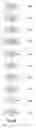 Fig. 07 - Authenticity Determination