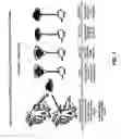 Fig. 02 - Antibodies against anthrax protective antigen