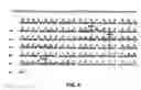 Fig. 09 - Antibodies against anthrax protective antigen