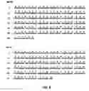 Fig. 13 - Antibodies against anthrax protective antigen