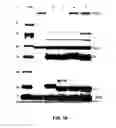 Fig. 22 - Antibodies against anthrax protective antigen