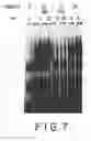Fig. 11 - IMMUNOSTIMULATORY NUCLEIC ACID MOLECULES