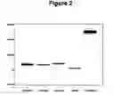 Fig. 03 - Compositions and method for enhancing proteoglycan production