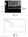 Fig. 13 - Inhibition of metallo-β-lactamase