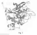 Fig. 02 - Crystal structure of soluble glutaminyl cyclase