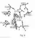 Fig. 07 - Crystal structure of soluble glutaminyl cyclase