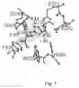 Fig. 08 - Crystal structure of soluble glutaminyl cyclase