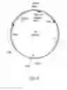 Fig. 02 - Efficient /EBNA-1 plasmid vector