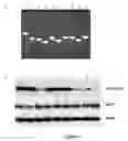Fig. 04 - Compositions of asymmetric interfering RNA and uses thereof