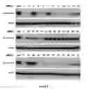 Fig. 05 - Compositions of asymmetric interfering RNA and uses thereof