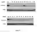Fig. 06 - Compositions of asymmetric interfering RNA and uses thereof