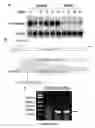 Fig. 07 - Compositions of asymmetric interfering RNA and uses thereof