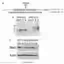 Fig. 08 - Compositions of asymmetric interfering RNA and uses thereof