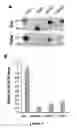 Fig. 10 - Compositions of asymmetric interfering RNA and uses thereof