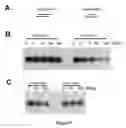 Fig. 11 - Compositions of asymmetric interfering RNA and uses thereof
