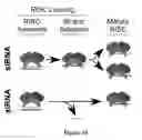 Fig. 12 - Compositions of asymmetric interfering RNA and uses thereof