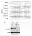 Fig. 13 - Compositions of asymmetric interfering RNA and uses thereof