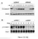 Fig. 14 - Compositions of asymmetric interfering RNA and uses thereof