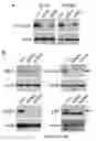 Fig. 19 - Compositions of asymmetric interfering RNA and uses thereof