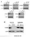 Fig. 20 - Compositions of asymmetric interfering RNA and uses thereof
