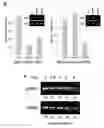 Fig. 22 - Compositions of asymmetric interfering RNA and uses thereof