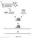Fig. 23 - Compositions of asymmetric interfering RNA and uses thereof