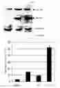 Fig. 02 - Oxazole hydroxamic acid derivatives and use thereof