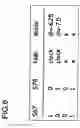 Fig. 07 - Frequency divider circuit